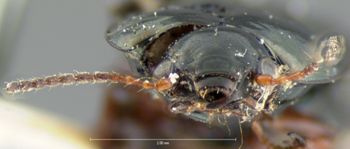 Media type: image;   Entomology 31228 Aspect: head frontal view